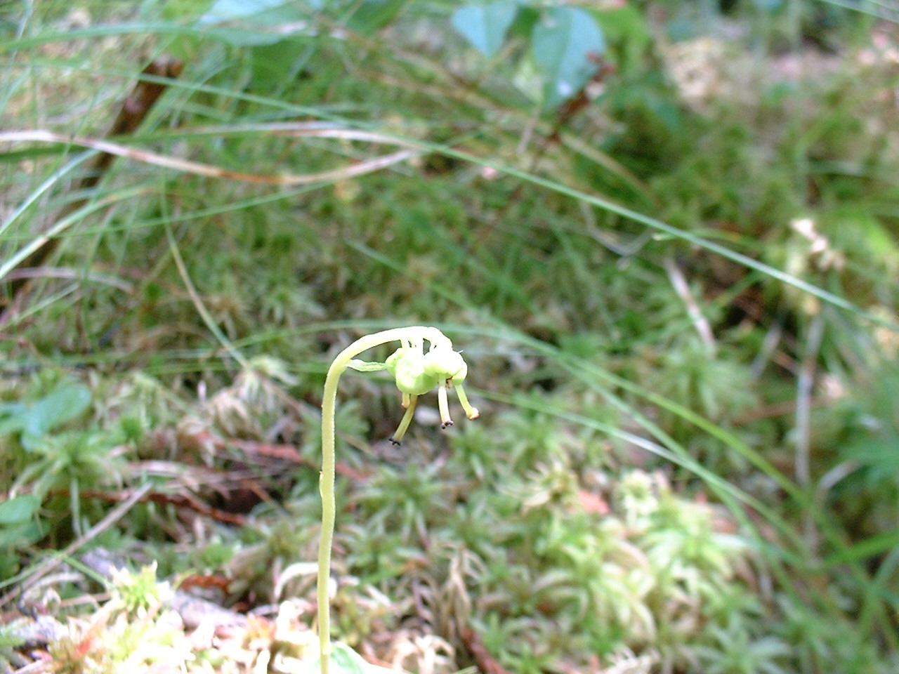 Pyrola secunda